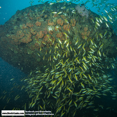 Clarke Wreck stern